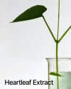 گیاه Heartleaf